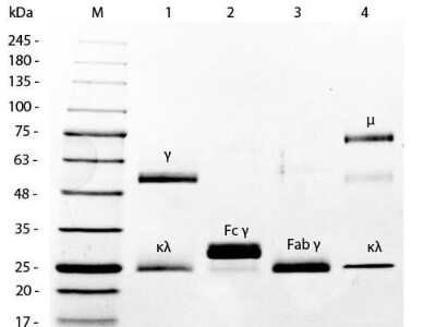 SDS-Page: Mouse IgG Fc Isotype Control [Biotin] [NBP1-97293] - SDS-PAGE of Mouse IgG Fc Isotype control [Biotin]. Lane 1: 5 uL Opal Prestained Marker. Lane 2: Reduced Mouse IgG Whole Molecule. Lane 3: Reduced Mouse F(c) Fragment Biotin Conjugated. Lane 4: Reduced Mouse F(ab) Fragment. Lane 5: Mouse IgM Kappa Myeloma Protein. Load: 1 ug per lane. Predicted/Observed size: IgG at 50 and 25 kDa; F(c) at 25 kDa; F(ab) at 25 kDa; IgM K at 70 and 23 kDa. Observed F(c) Fragment migrates slightly higher.